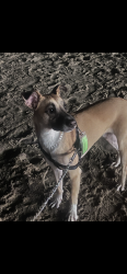 Lost Male Dog last seen Cesar chavez and vigenes, Los Angeles, CA 90033