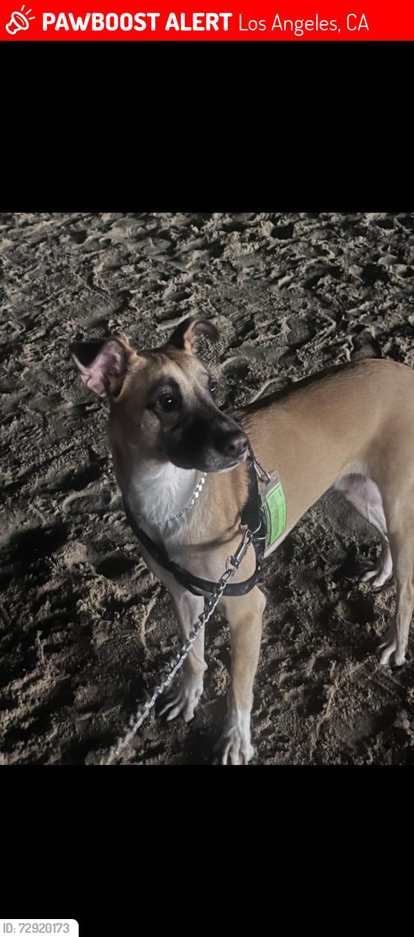Lost Male Dog last seen Cesar chavez and vigenes, Los Angeles, CA 90033