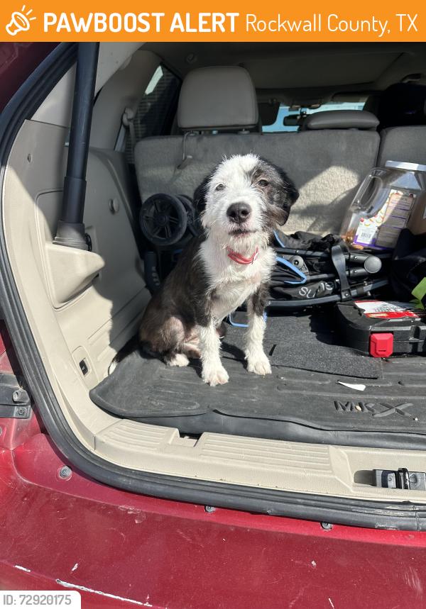 Found/Stray Unknown Dog last seen N Munson rd, Rockwall County, TX 75189