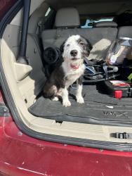 Found/Stray Unknown Dog last seen N Munson rd, Rockwall County, TX 75189