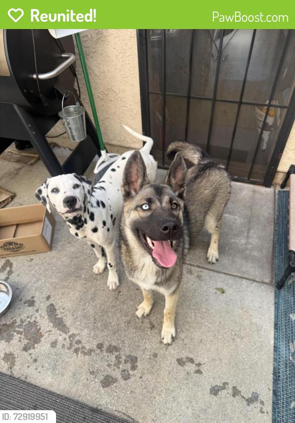 Reunited Male Dog last seen Friendship park West Covina , West Covina, CA 91792
