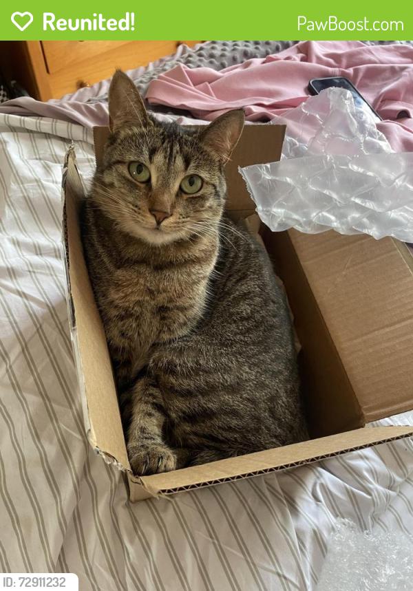 Reunited Female Cat last seen Near S Garth Ave, Los Angeles, CA 90034