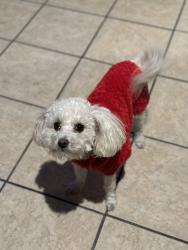 Reunited Female Dog last seen Pacific st / Perris Hill rd, San Bernardino, CA 92404