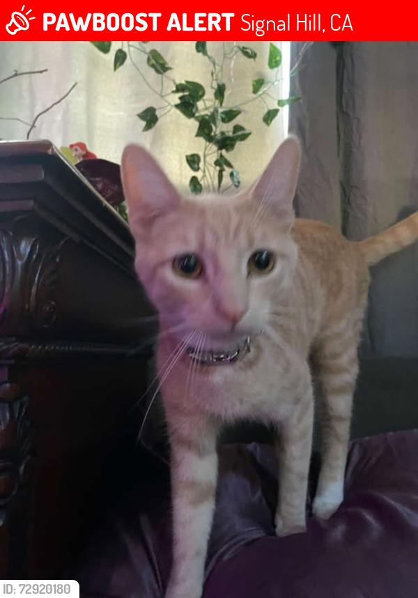 Lost Male Cat last seen long beach, Signal Hill, CA 90755