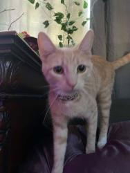 Lost Male Cat last seen long beach, Signal Hill, CA 90755