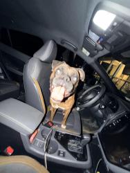 Reunited Male Dog last seen Sheetz, Carmichaels, PA 15320