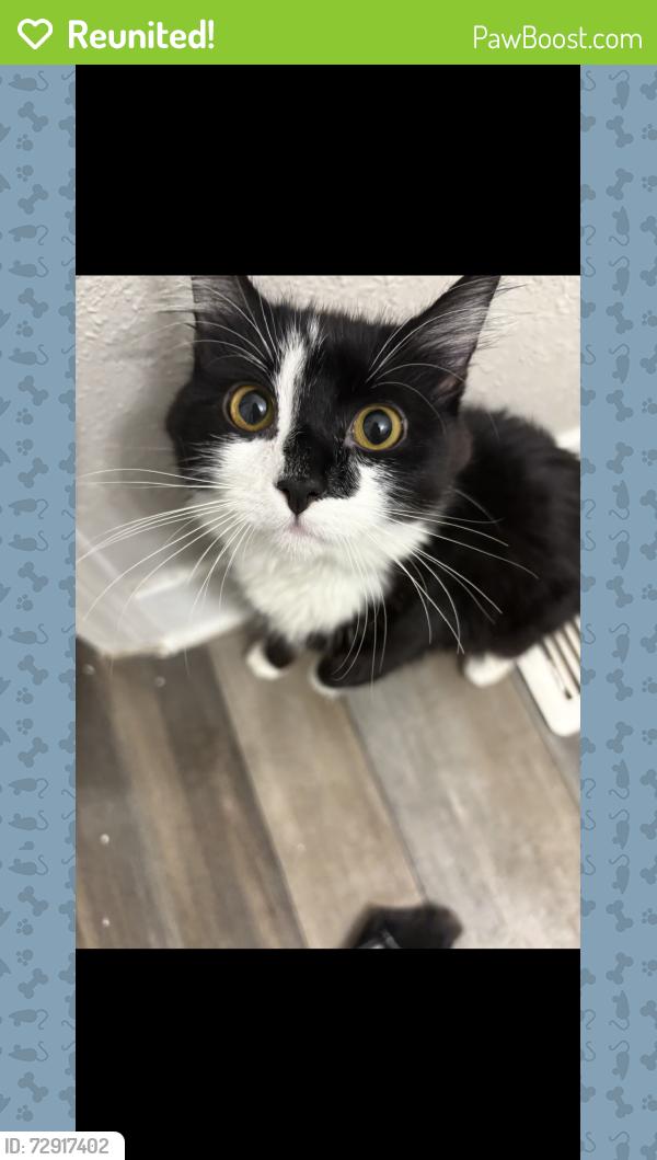 Reunited Unknown Cat last seen Lakeside place appts, Pelham rd , Greenville, SC 29615