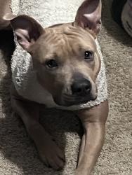 Lost Female Dog last seen 96th and Hosmer, Tacoma, WA 98444