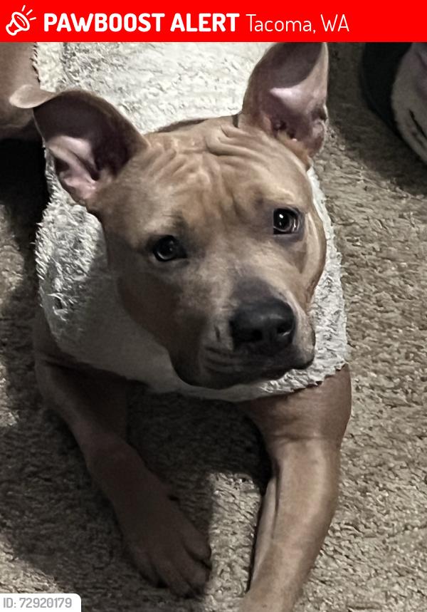 Lost Female Dog last seen 96th and Hosmer, Tacoma, WA 98444