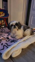 Found/Stray Female Dog last seen Valley view  Donna, tx, Valley View, OH 44125