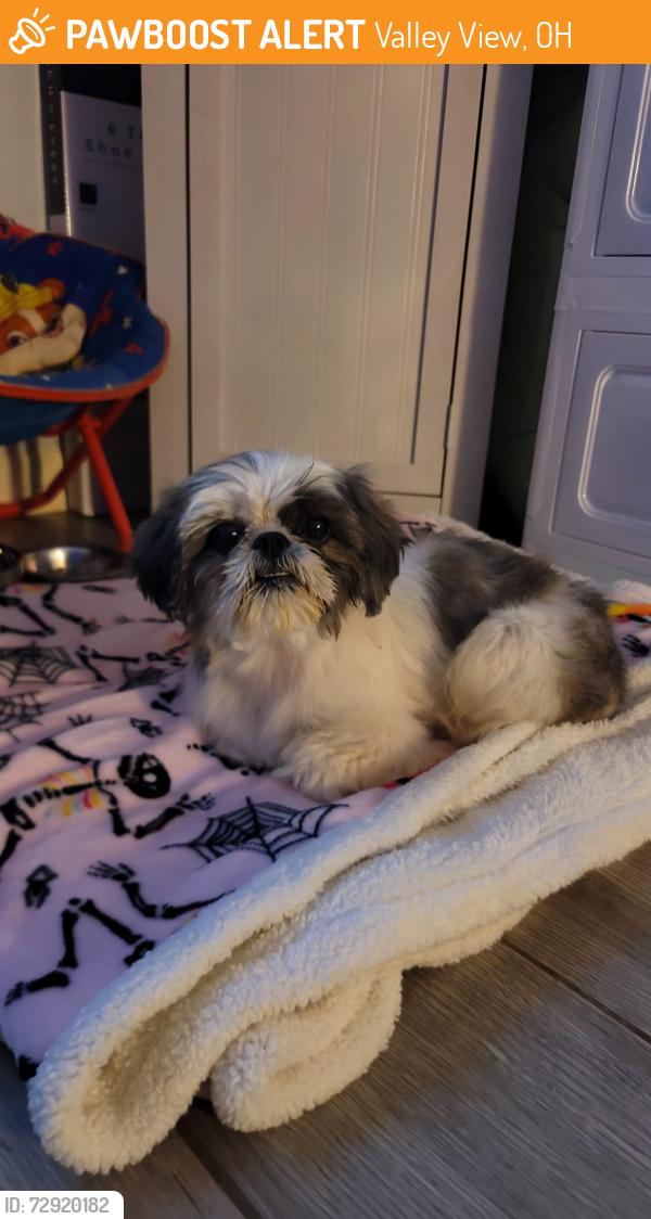 Found/Stray Female Dog last seen Valley view  Donna, tx, Valley View, OH 44125