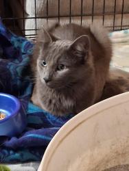 Found/Stray Unknown Cat last seen Greenback Lane, Orangevale, CA 95662
