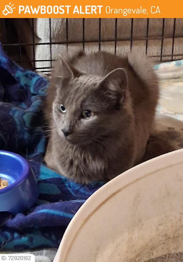 Found/Stray Unknown Cat last seen Greenback Lane, Orangevale, CA 95662