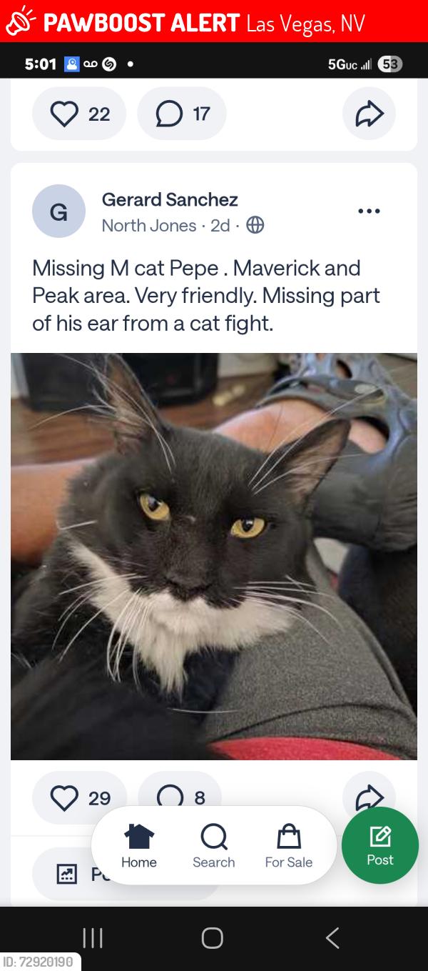 Lost Male Cat last seen Maverick/Peak, Las Vegas, NV 89108