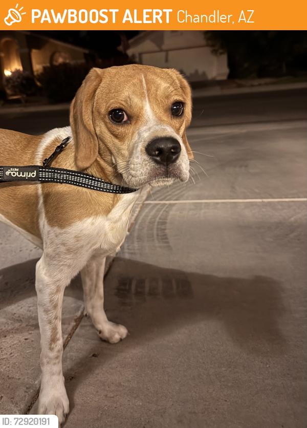 Found/Stray Unknown Dog last seen Alma School and Ocotillo, Chandler, AZ 85286