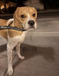 Found/Stray Unknown Dog last seen Alma School and Ocotillo, Chandler, AZ 85286