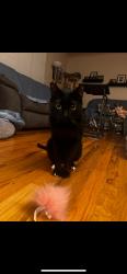 Reunited Male Cat last seen Copper & Laguayra Rd NE, Albuquerque, NM 87108