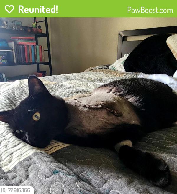 Reunited Male Cat last seen Eagle Ranch division,  near the new High school in Salado, Salado, TX 76571
