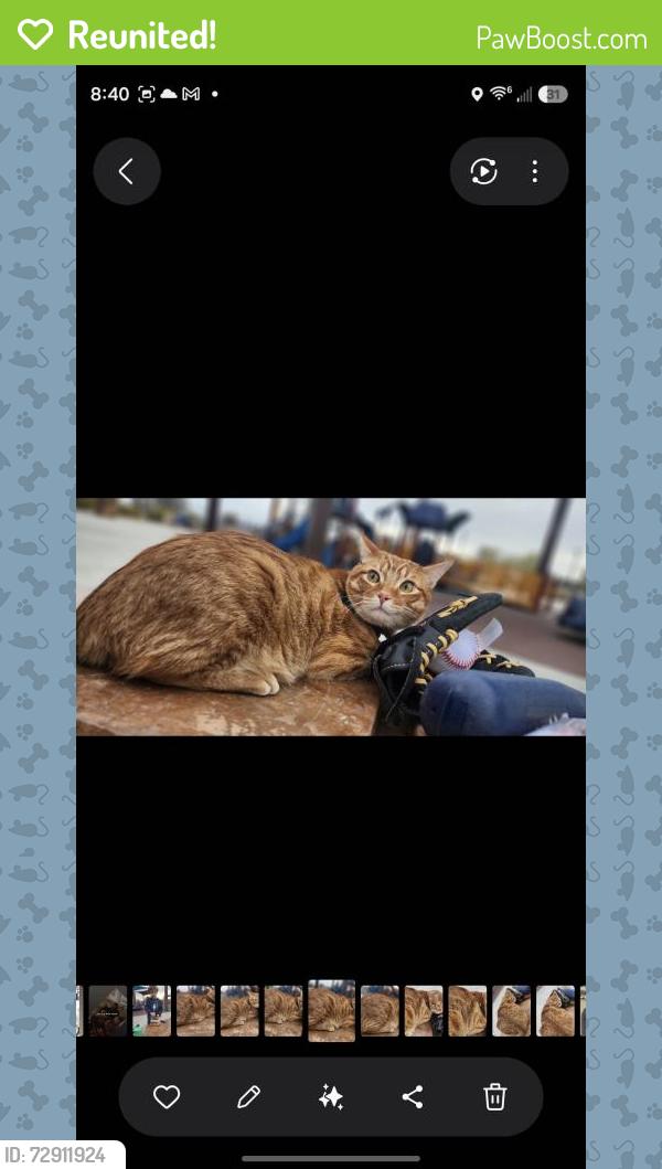Reunited Male Cat last seen Sahara & ft apache, Las Vegas, NV 89117