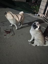 Found/Stray Male Dog last seen Archibald & Foothill , Rancho Cucamonga, CA 91730