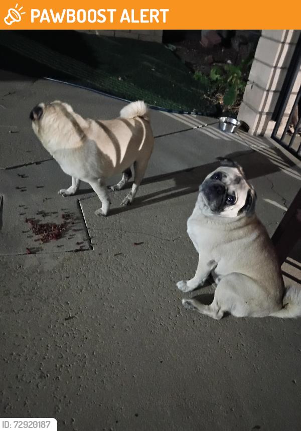 Found/Stray Male Dog last seen Archibald & Foothill , Rancho Cucamonga, CA 91730