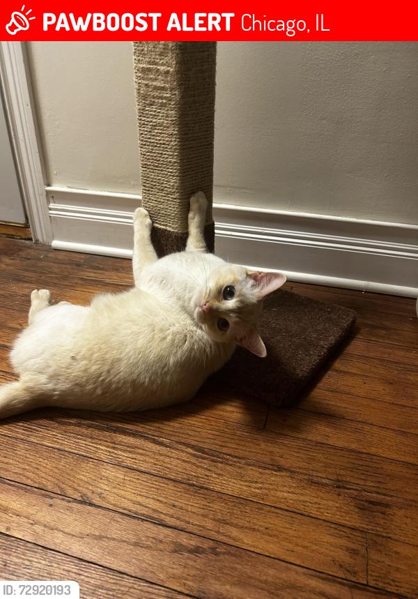 Lost Female Cat last seen Jefferson park, Chicago, IL 60630