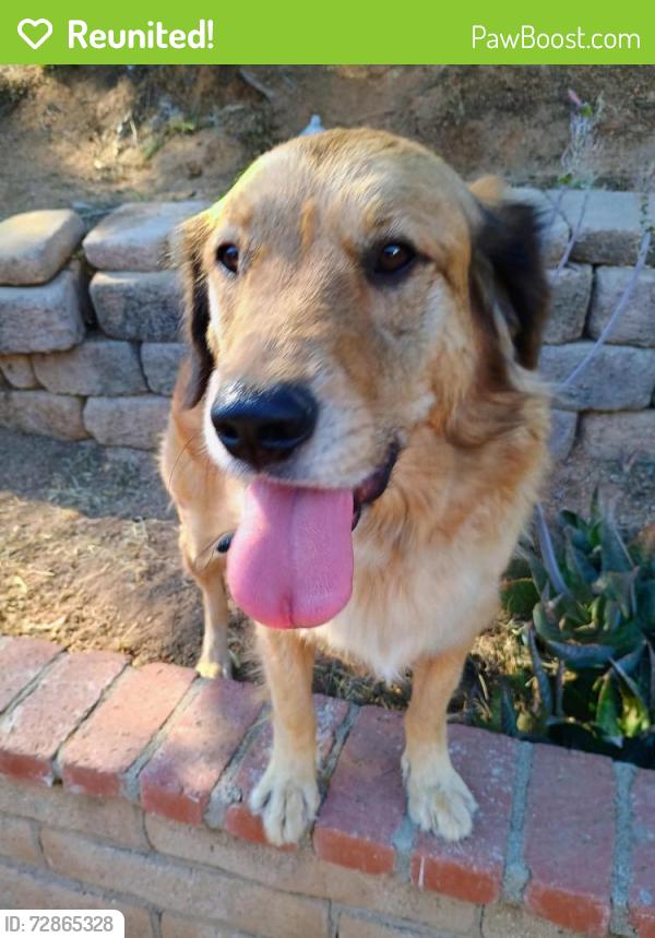 Reunited Male Dog last seen Vista Verde and el norte , Escondido, CA 92027