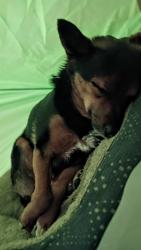 Reunited Male Dog last seen Stonebridge Park, Vinton, VA 24179