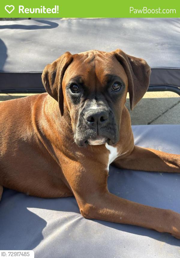 Reunited Female Dog last seen New London Rd and Heathwood Lane, Hamilton, OH 45011