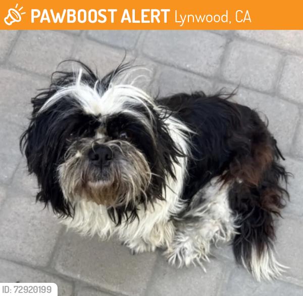 Found/Stray Male Dog last seen Peach Street and Flower Street, Lynwood, CA 90262