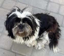 Found/Stray Male Dog last seen Peach Street and Flower Street, Lynwood, CA 90262