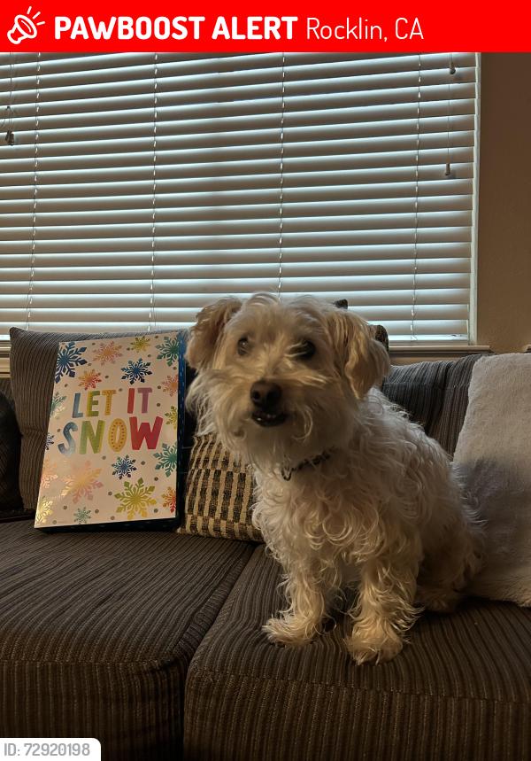Lost Male Dog last seen Near peru park , Rocklin, CA 95765