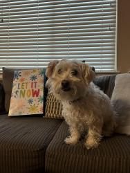 Lost Male Dog last seen Near peru park , Rocklin, CA 95765