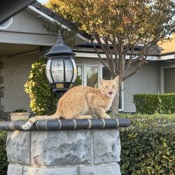 Lost Male Cat last seen Valencia Mesa & Miramonte dr , Fullerton, CA 92832