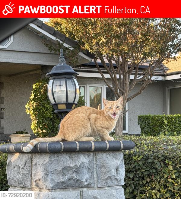 Lost Male Cat last seen Valencia Mesa & Miramonte dr , Fullerton, CA 92832