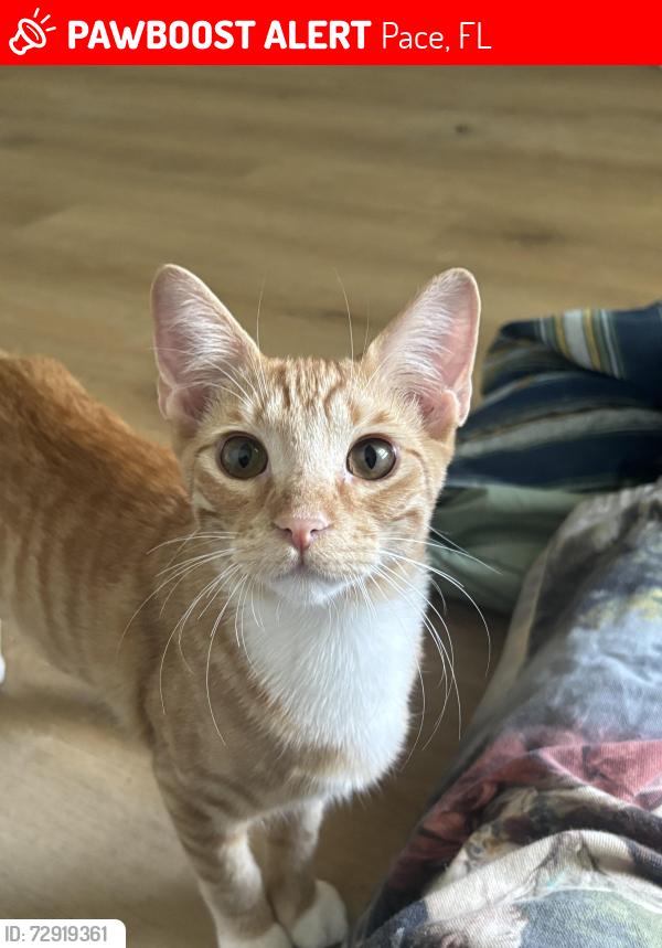Lost Male Cat last seen Colonial oaks appartment , Pace, FL 32571