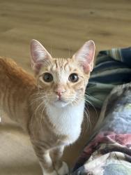 Lost Male Cat last seen Colonial oaks appartment , Pace, FL 32571