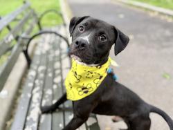 Shelter Stray Male Dog last seen Apt 3C,2155 Madison Avenue, NEW YORK, NY, 10037, 326 E 110th St, New York, NY 10029, USA
