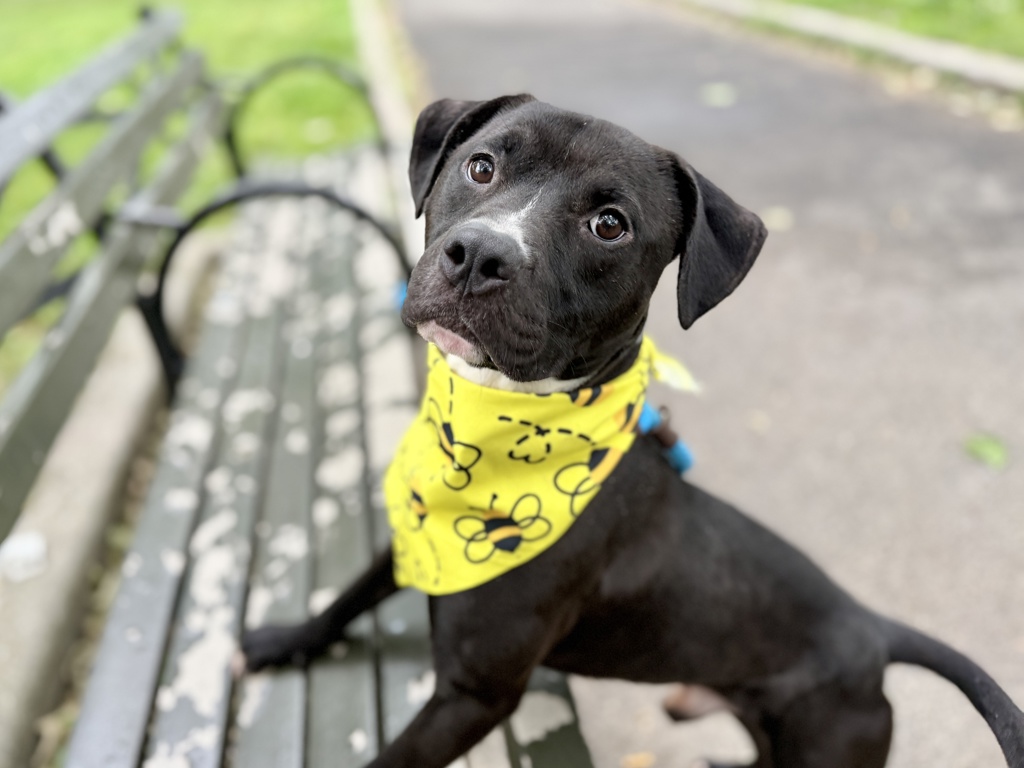 Shelter Stray Male Dog last seen Apt 3C,2155 Madison Avenue, NEW YORK, NY, 10037, 326 E 110th St, New York, NY 10029, USA