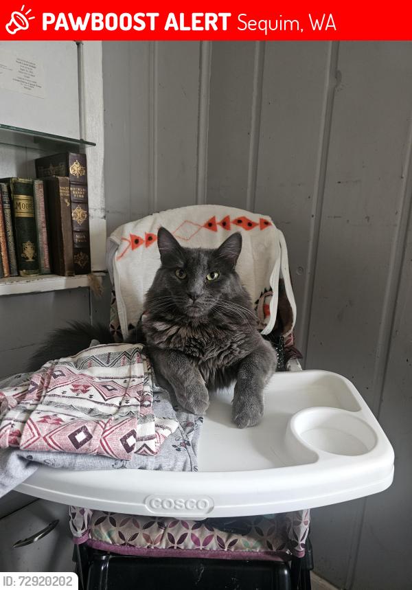 Lost Male Cat last seen 3rd and west Cedar, Sequim, WA 98382