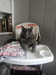 Lost Male Cat last seen 3rd and west Cedar, Sequim, WA 98382