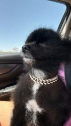 Lost Male Dog last seen Bobcat Village , San Marcos, TX 78666