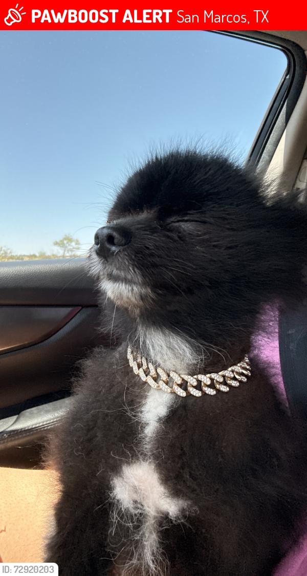 Lost Male Dog last seen Bobcat Village , San Marcos, TX 78666