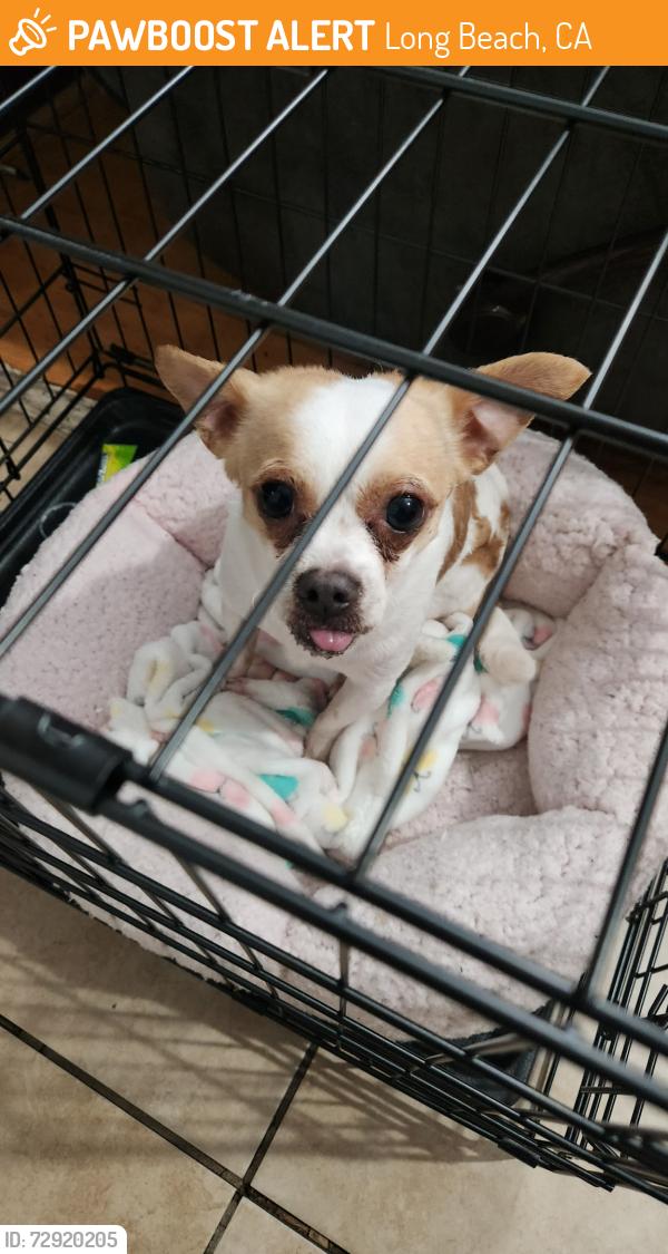 Found/Stray Male Dog last seen Atlantic and 55th Long Beach ca , Long Beach, CA 90805