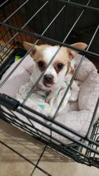 Found/Stray Male Dog last seen Atlantic and 55th Long Beach ca , Long Beach, CA 90805