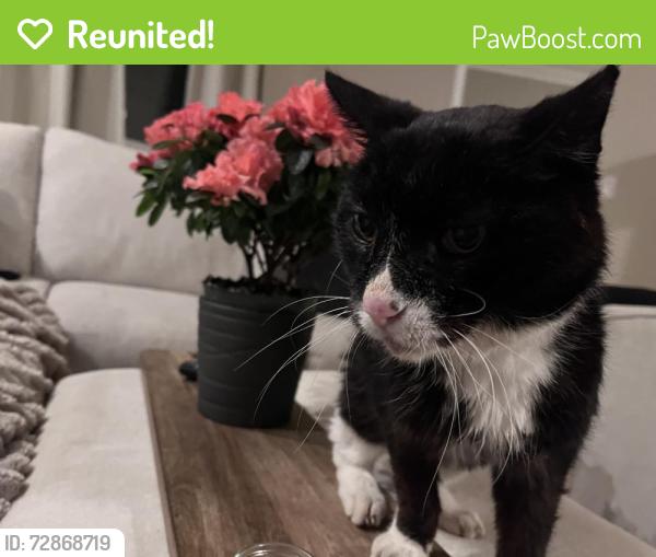 Reunited Male Cat last seen Odell & Jarvis , Chicago, IL 60631