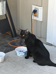 Found/Stray Unknown Cat last seen Near th Way and York, Northglenn, CO 80233