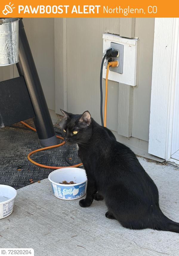 Found/Stray Unknown Cat last seen Near th Way and York, Northglenn, CO 80233