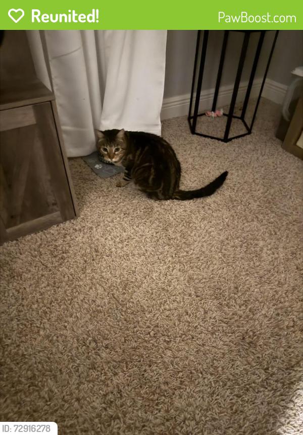 Reunited Female Cat last seen county line rd and anderson snow rd, Spring Hill, FL 34609