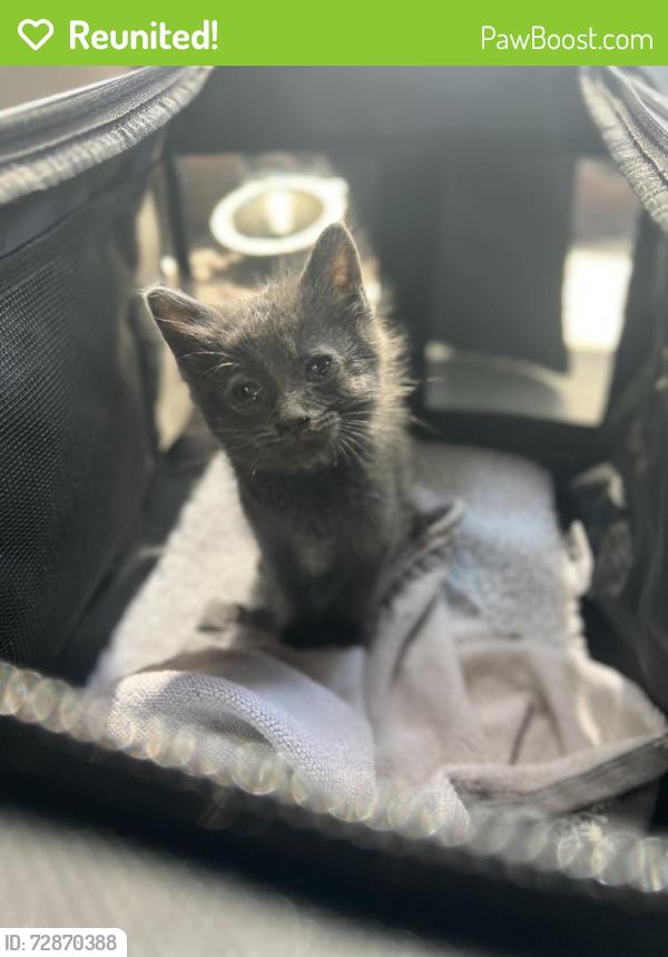 Reunited Unknown Cat last seen Fishburn Ave., Huntington Park, CA 90255